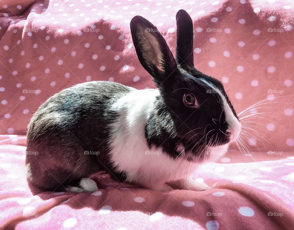Cute bunny and polka dots 