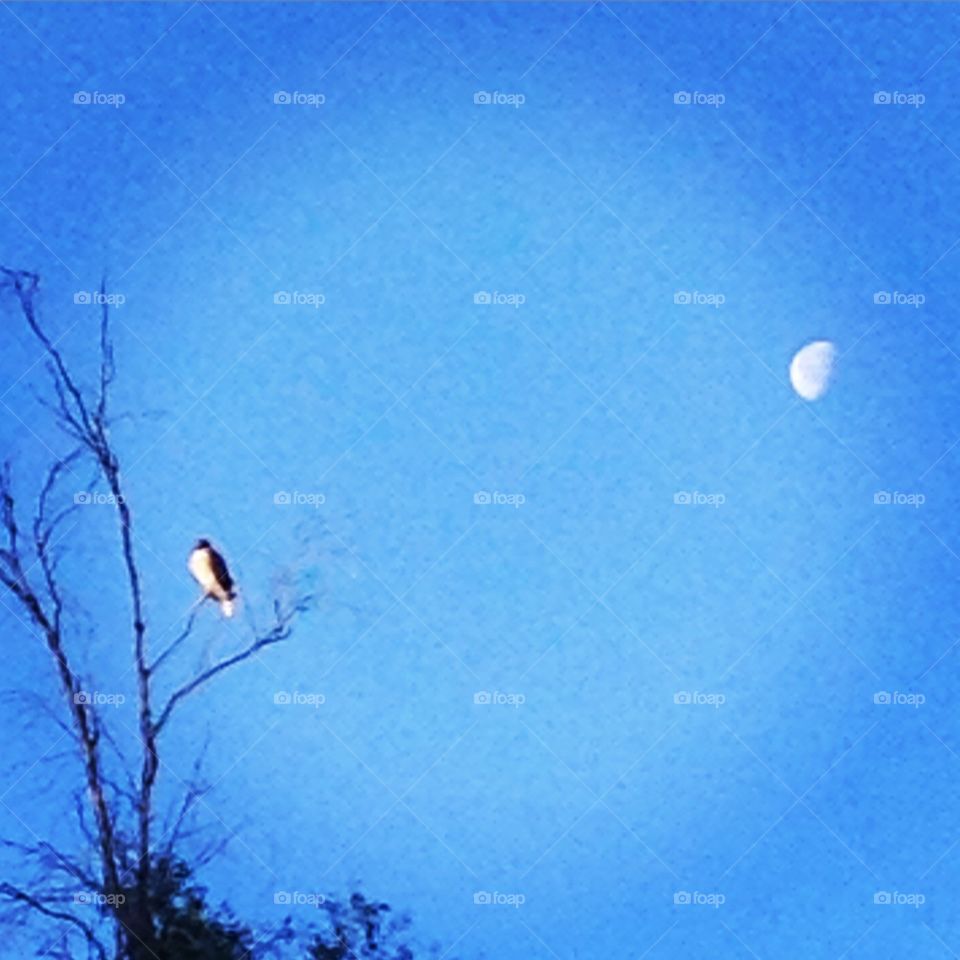 Hawk and Moon
