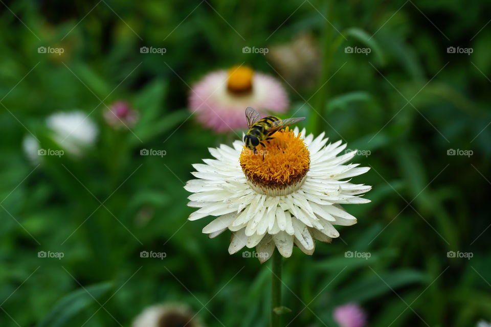 Gathering Pollen