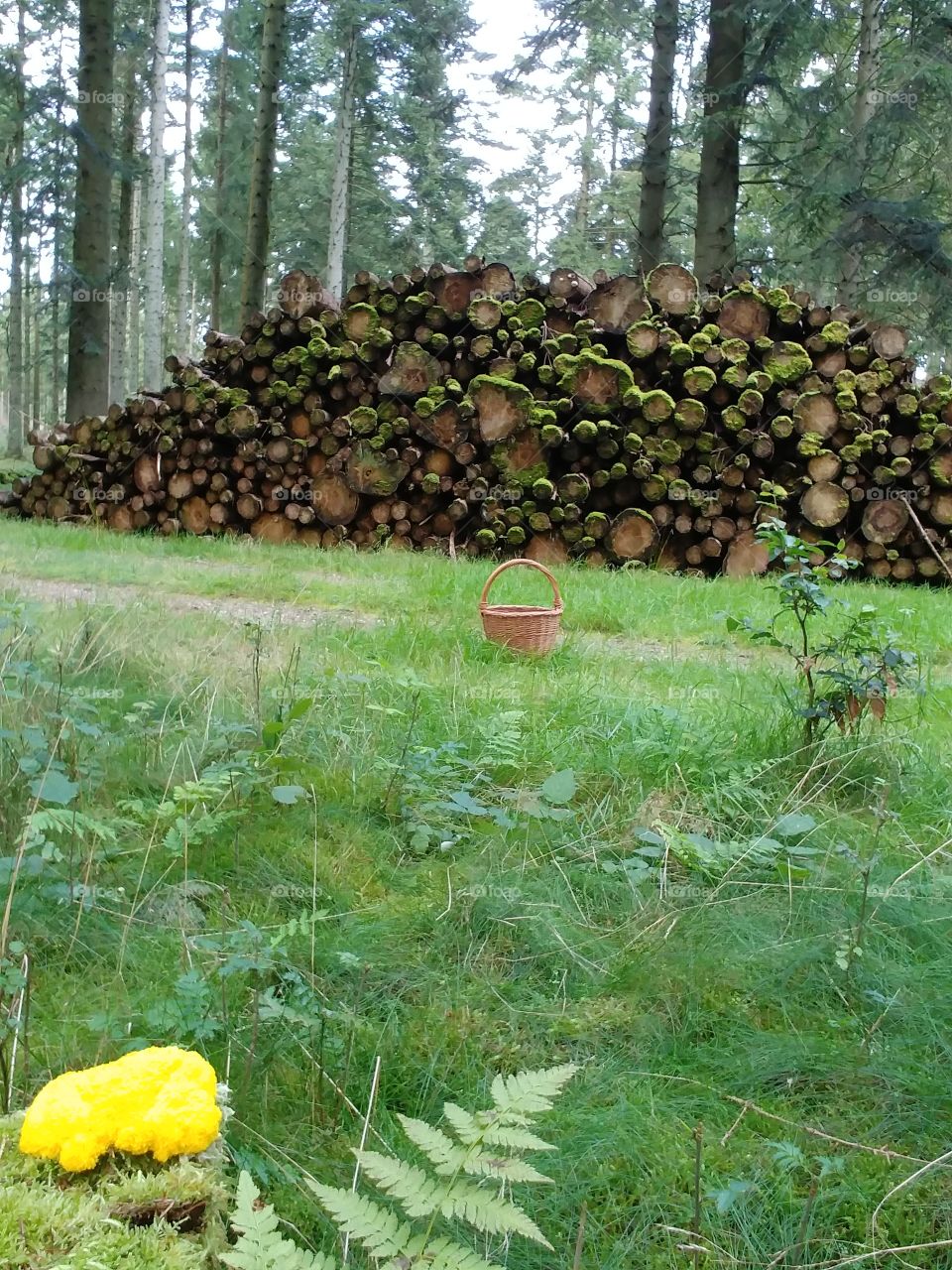 holr wiese korb Pilz mushroom yellow gelb baumstämme