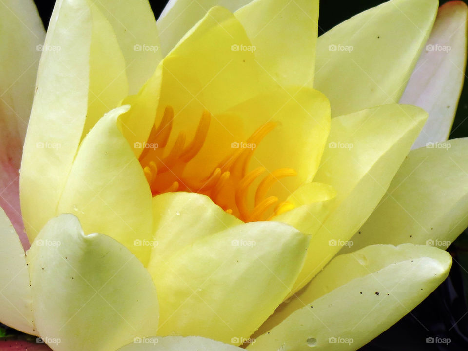 yellow flower water close-up by llotter