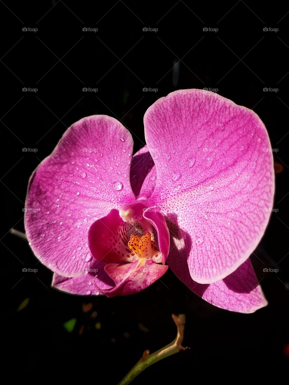 orchid