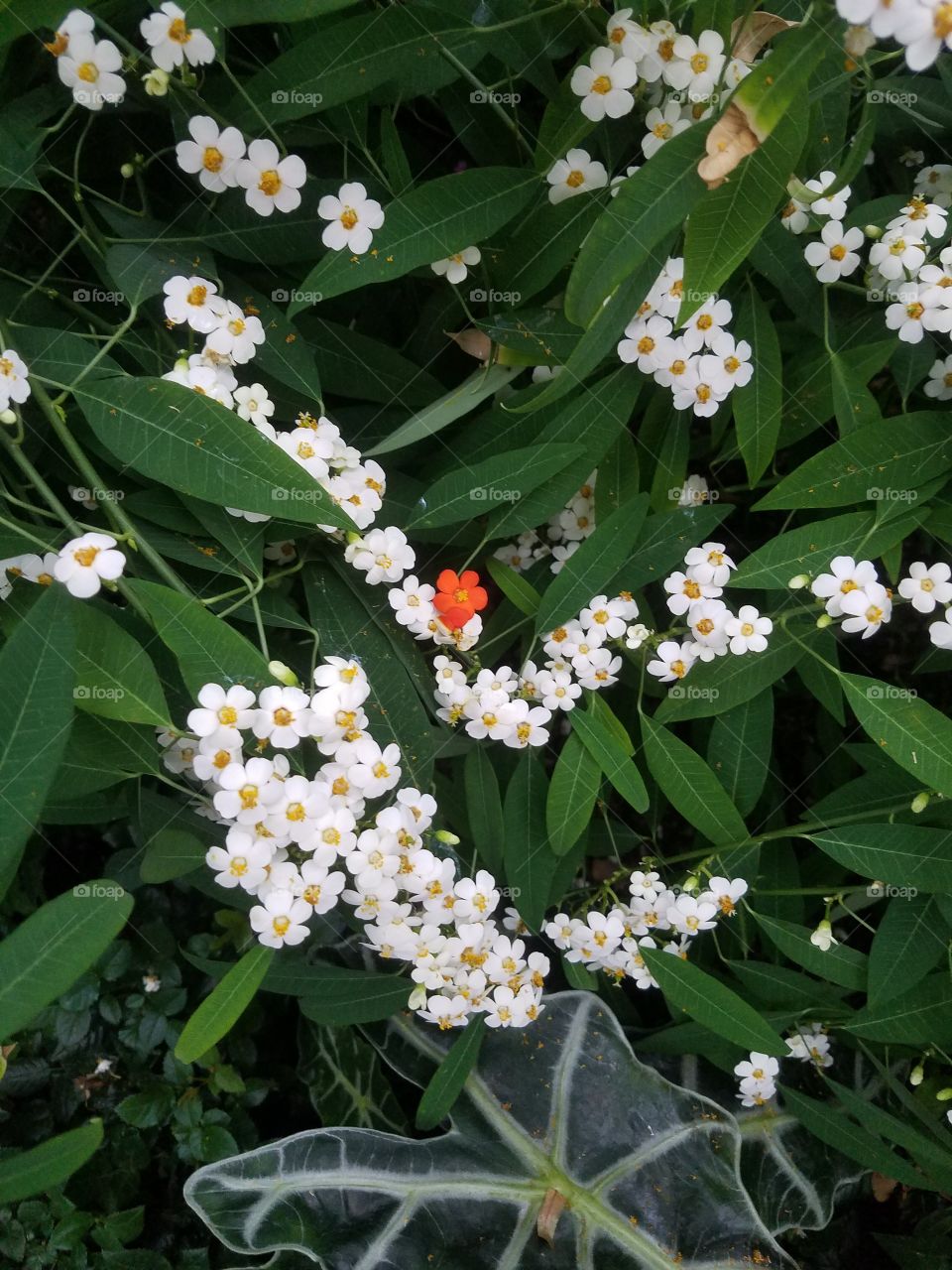 stand out little orange friend