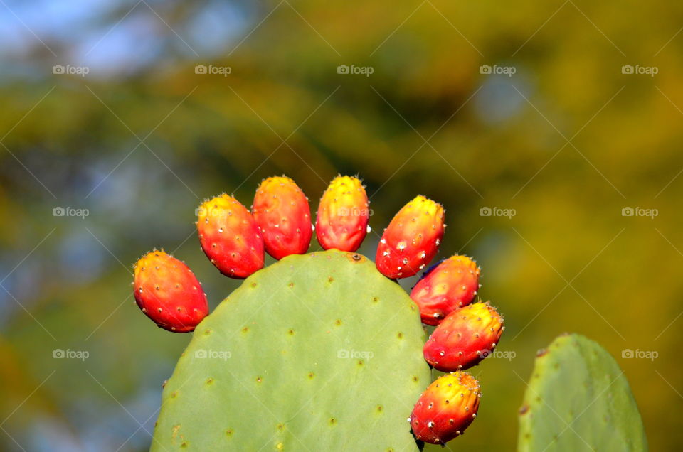 cactus