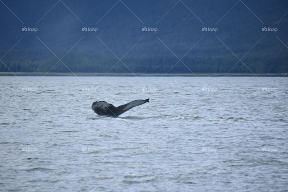 Alaskan whale