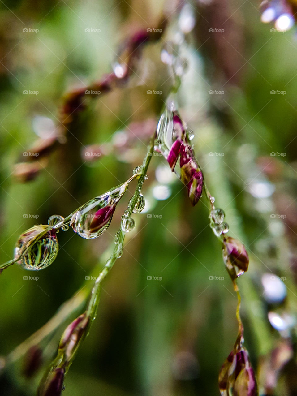 water droplets on grass seeds