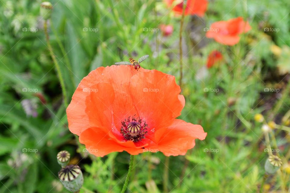 Longing for spring and the beautiful poppys.
