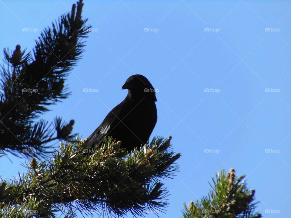 Black raven surveying his surroundings. 