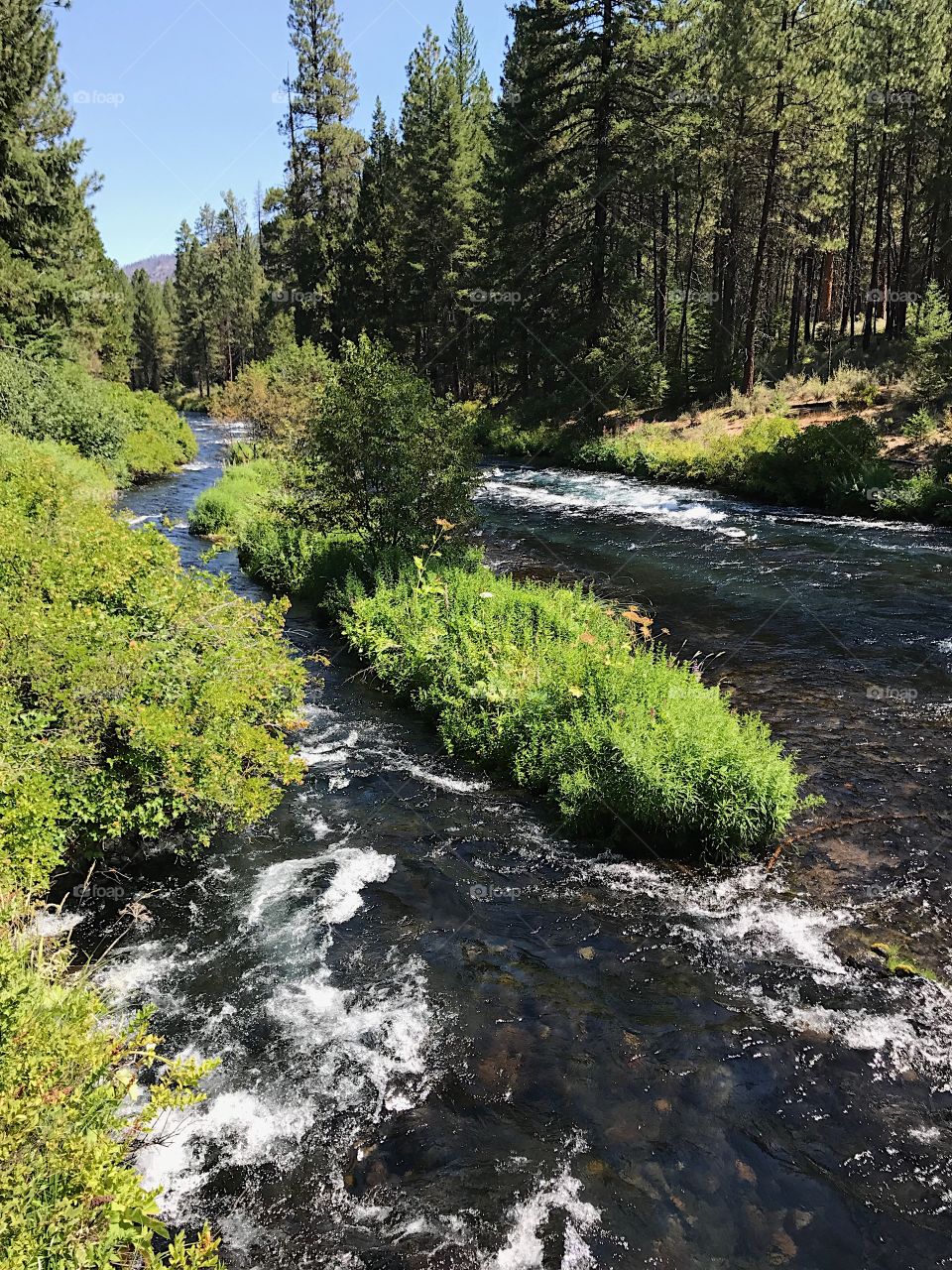 A narrow lush island splits the magnificent blue waters of the Metolius River in the forests of Central Oregon on a sunny summer day.