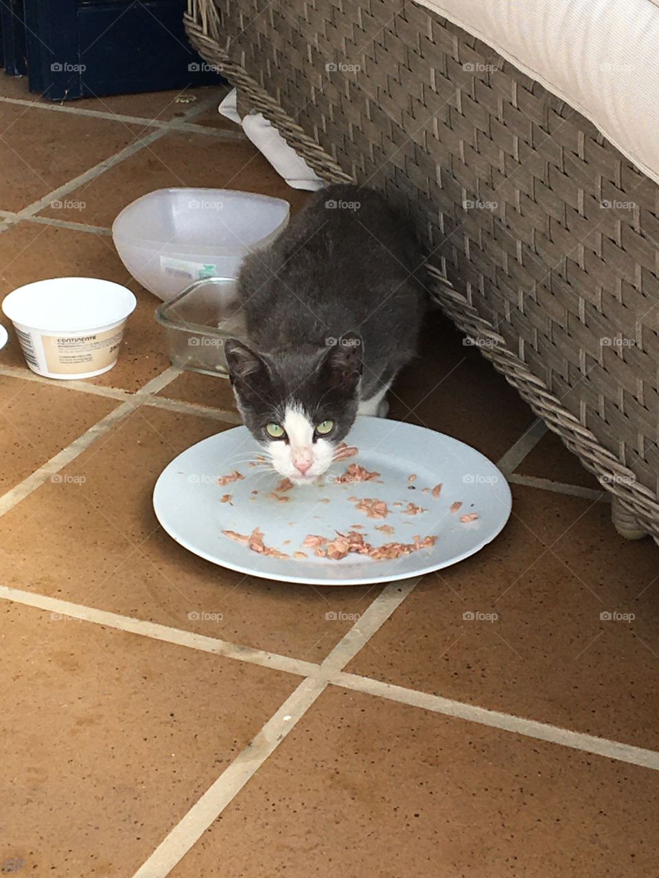 Young cat eating and looking altogether 