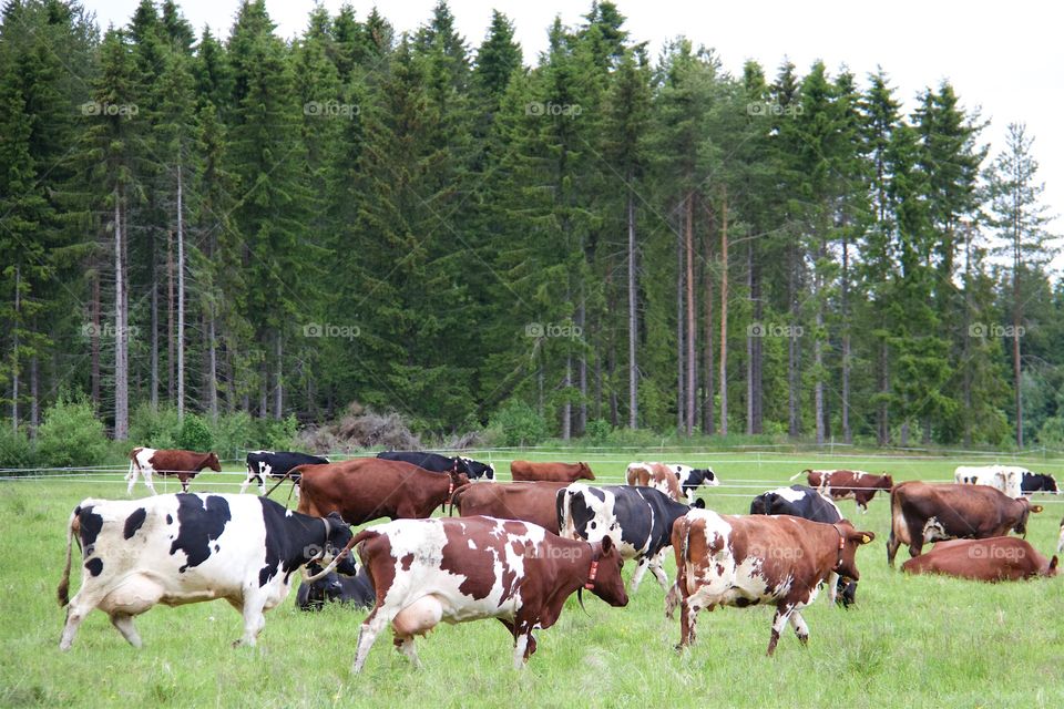 cows on pasture