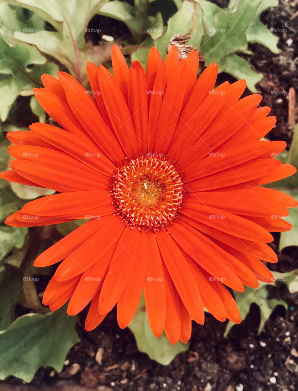 Close Up Orange Flower