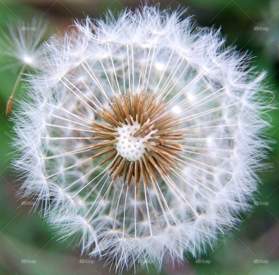 Dandelion in the wind