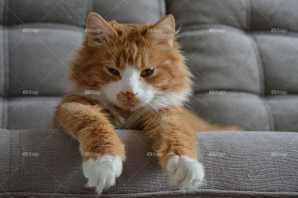 ginger cat pet resting on a sofa