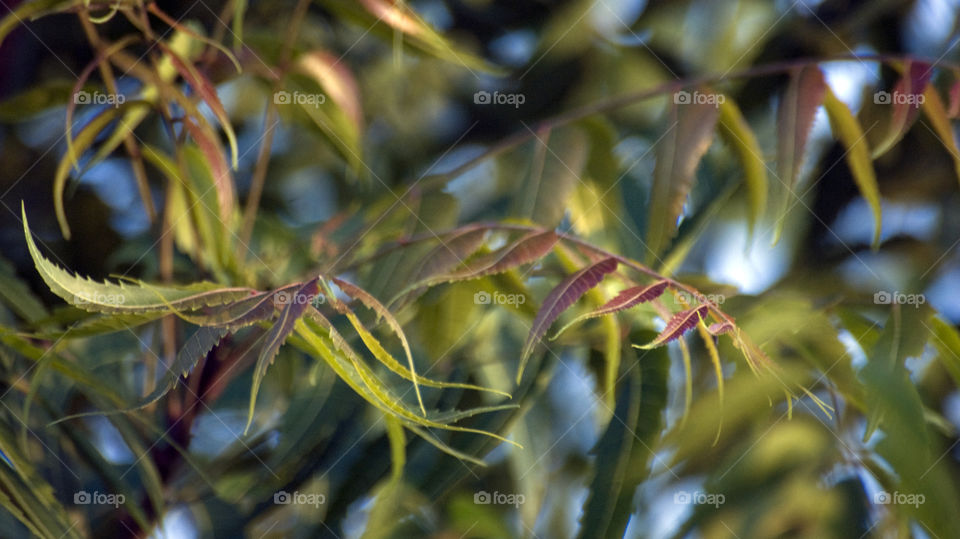 Attractive leaf colour