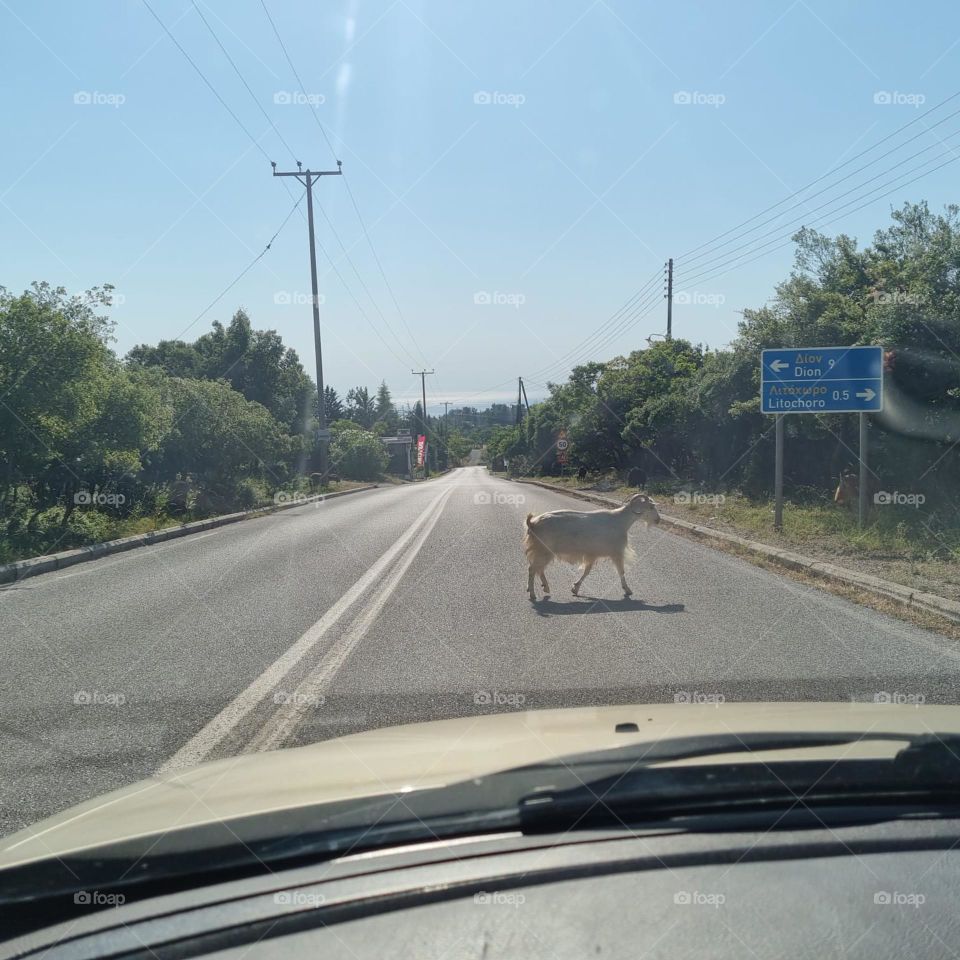 goat on the road