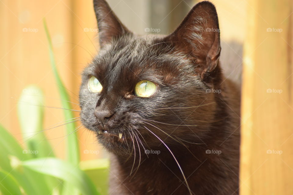 The cat growled to a bird in the garden.