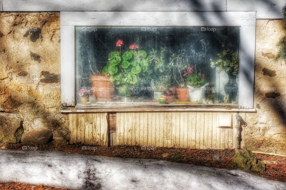 Flowers in the Window