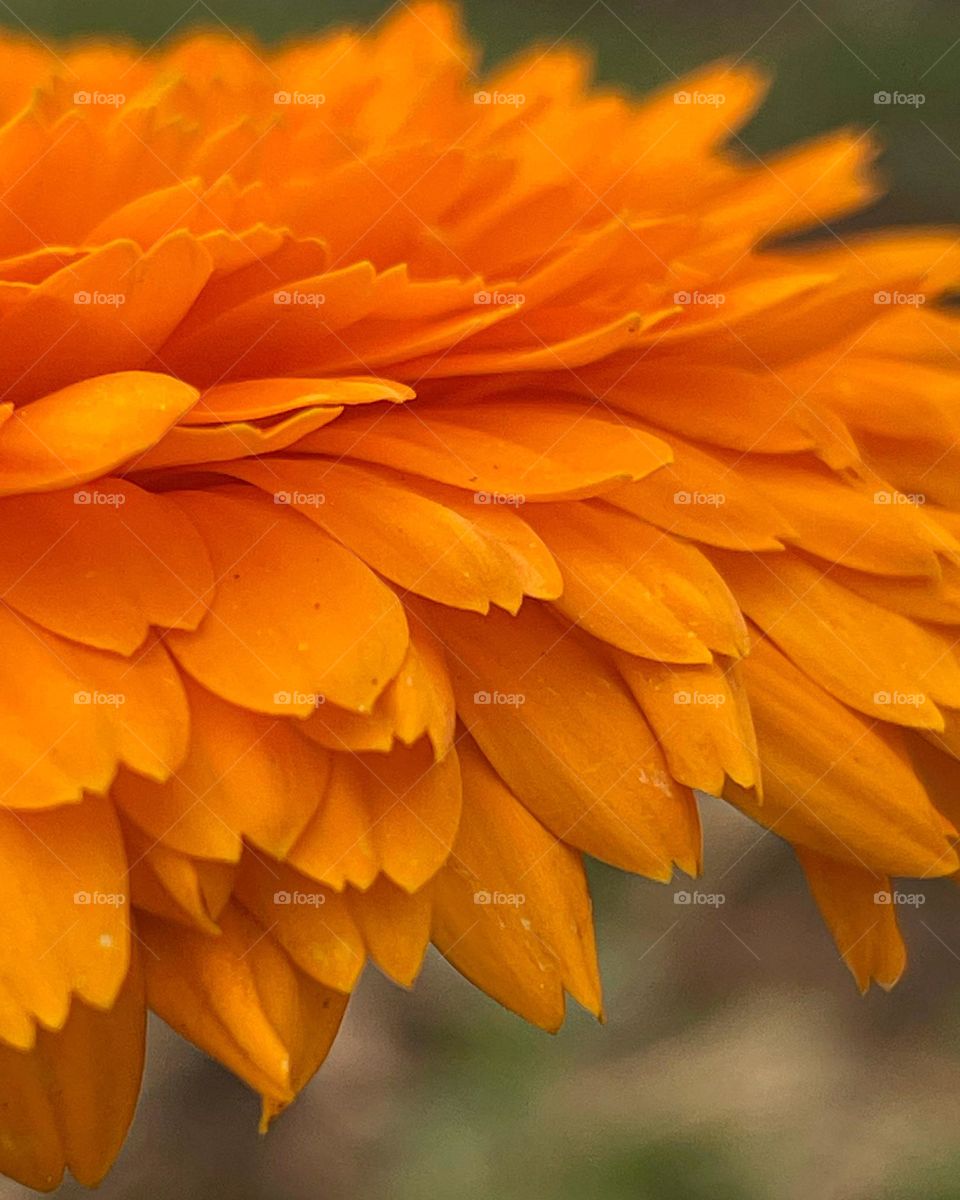 So many delicate layers…💖