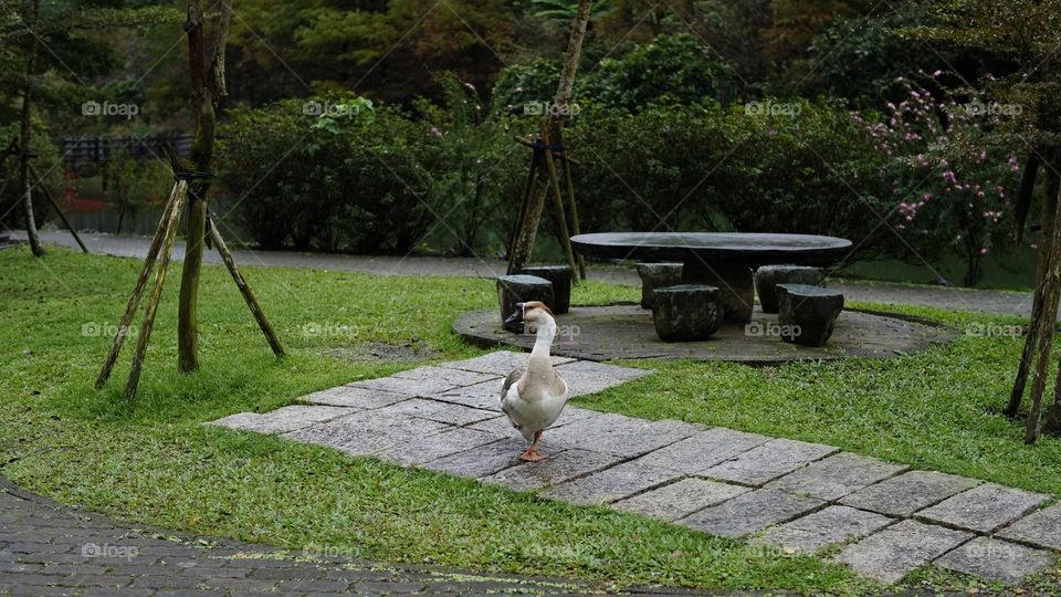 Beautiful and cute goose