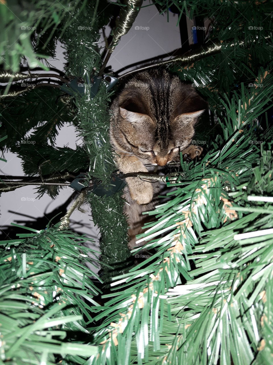 ~Curiosando nell'albero~
