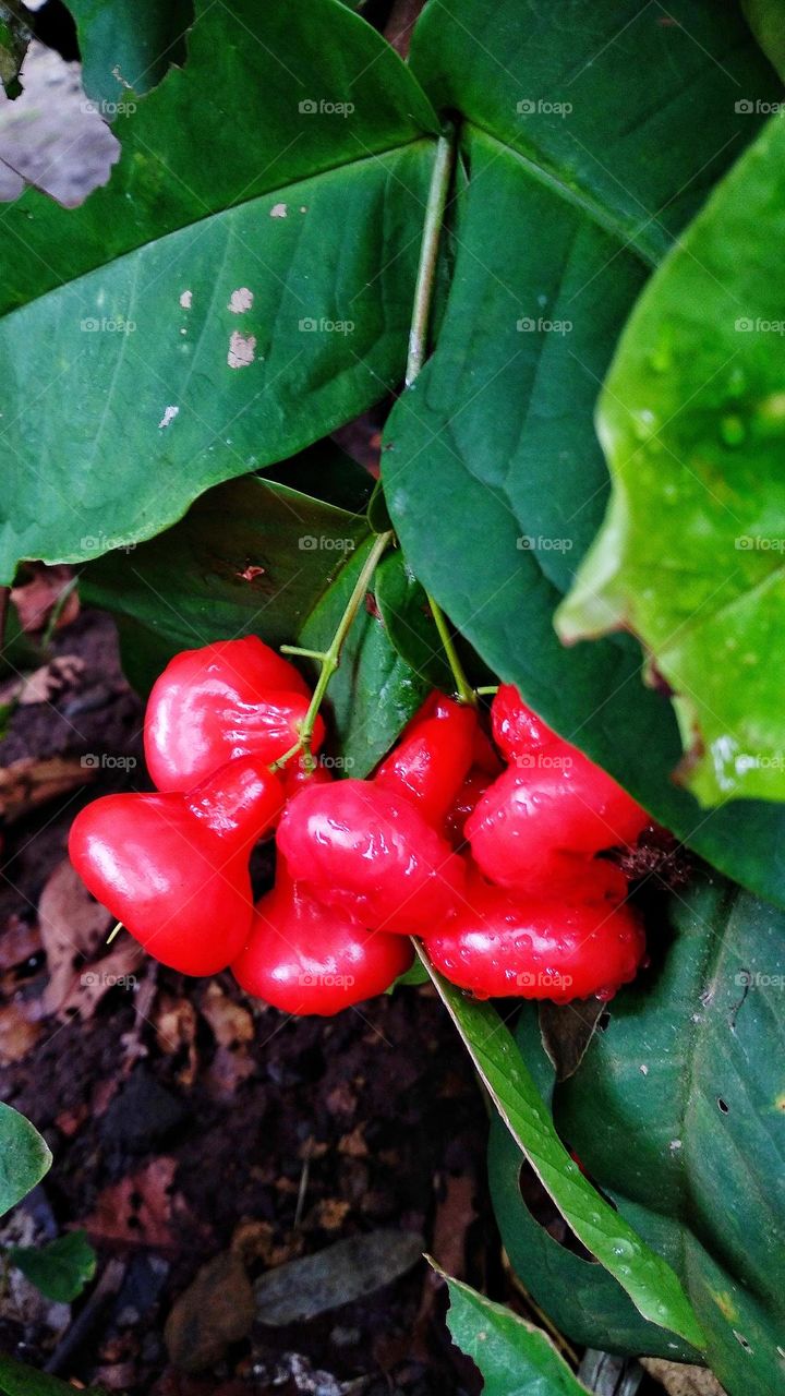 Red guava ready to be harvested