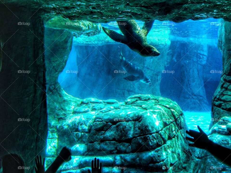 seal swimming in lit up aquarium