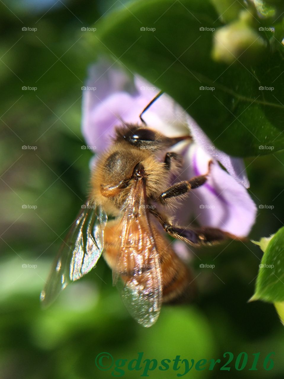 Morning Bee