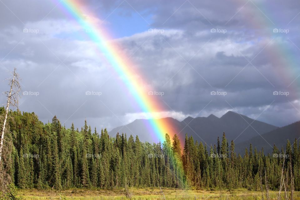 forest and rainbow