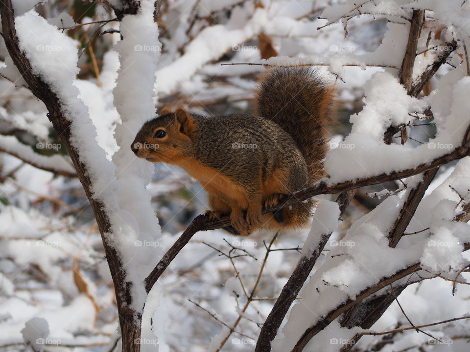 Squirrel in snowy tree branche. First snow of the winter and he is coming in close to a warm house