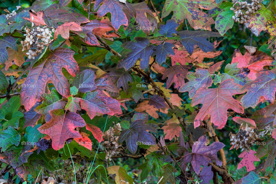Oak Leaf Hydrangea in Fall