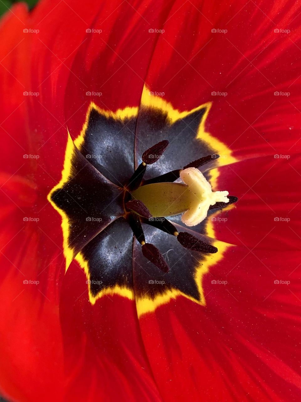 Close up of tulip 