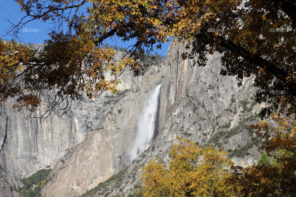 Grey rocky mountain where waterfall run and yellows leaves on trees in the valley 