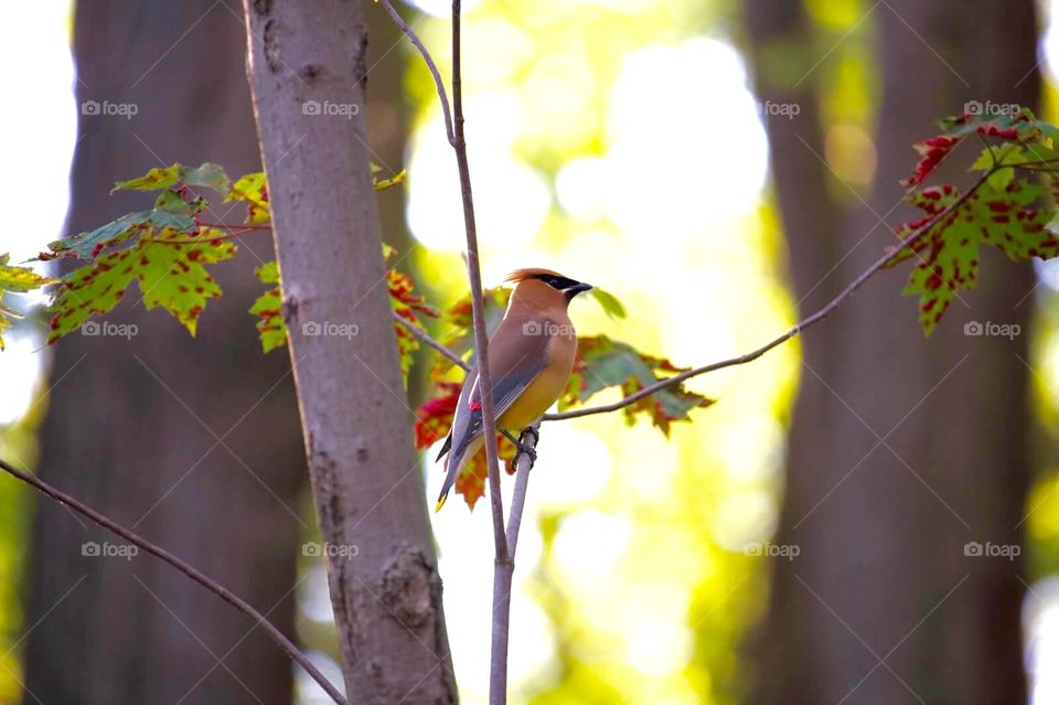 Cedar waxwing
