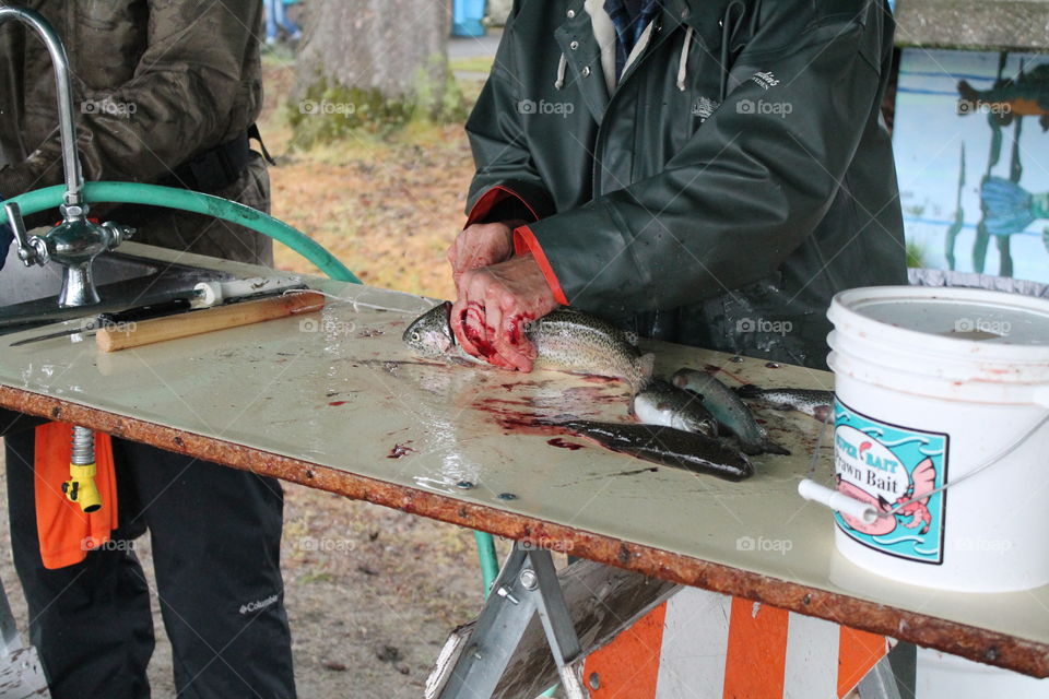 cleaning trout