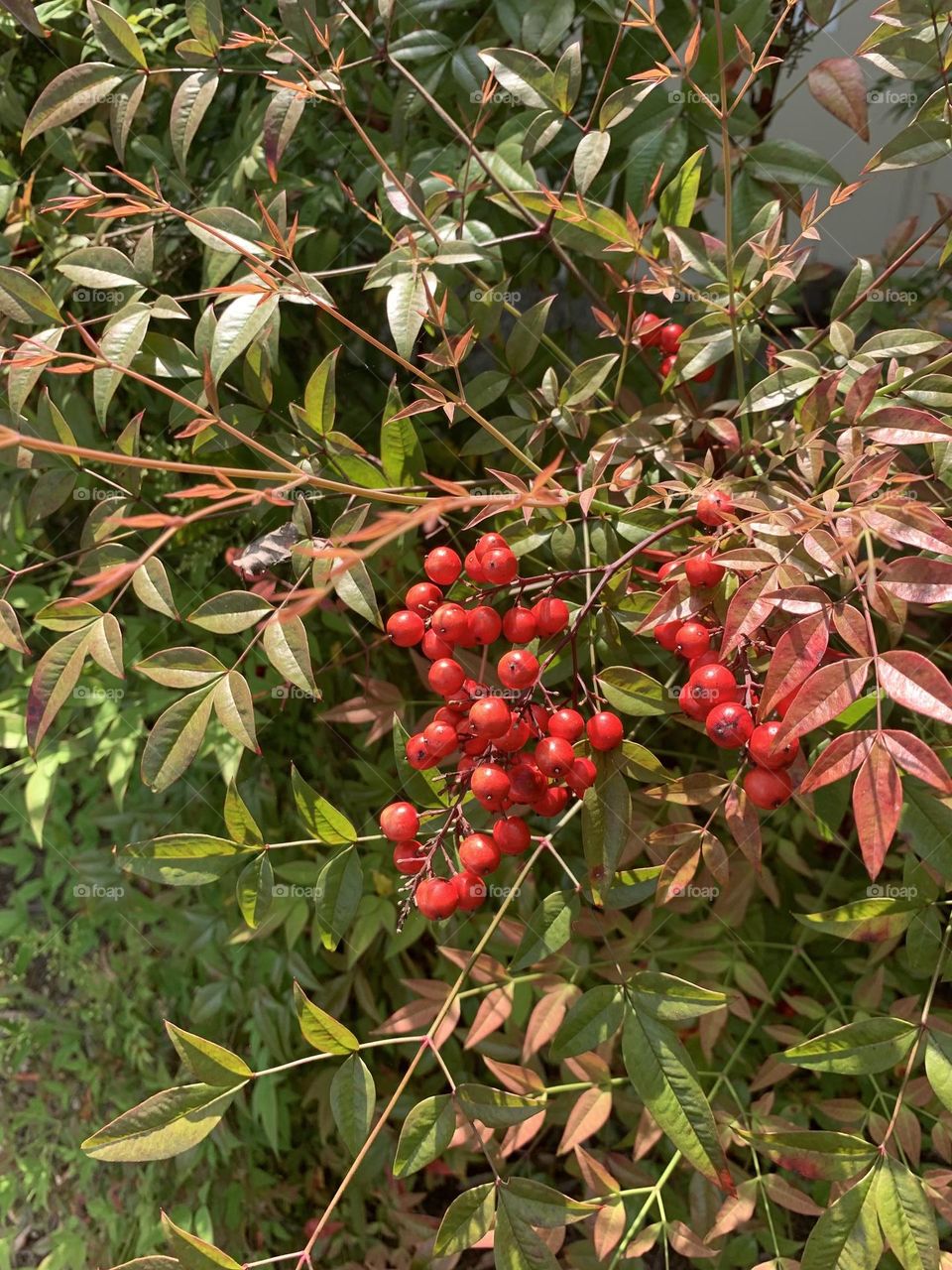 Red berries 