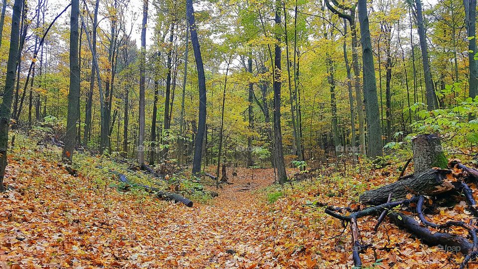 the Path least Taken