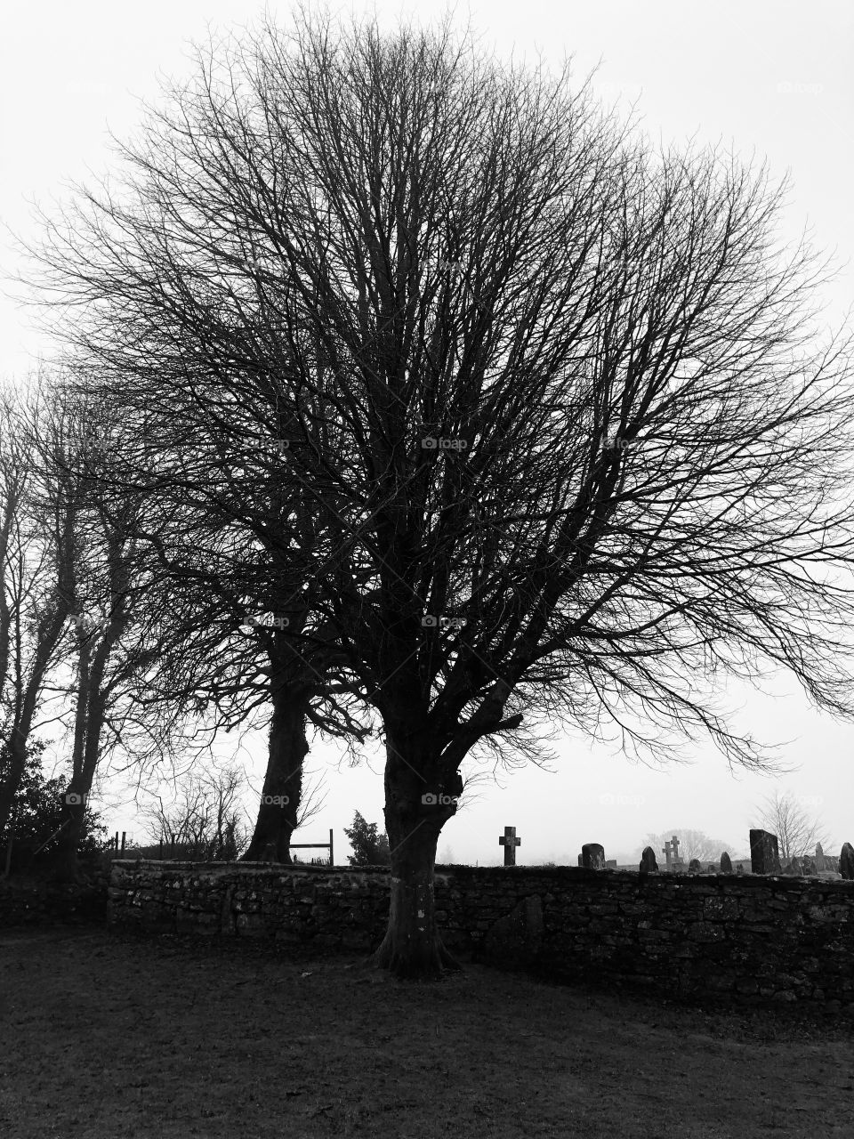 A stark winter tree on one of the bleakest days of winter, with heavy cloud, but none the less l felt the tree gave a presence.