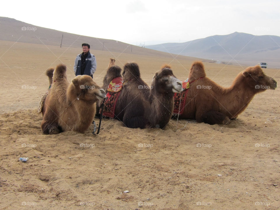 landscape desert camels mongolia by thepapierdollies