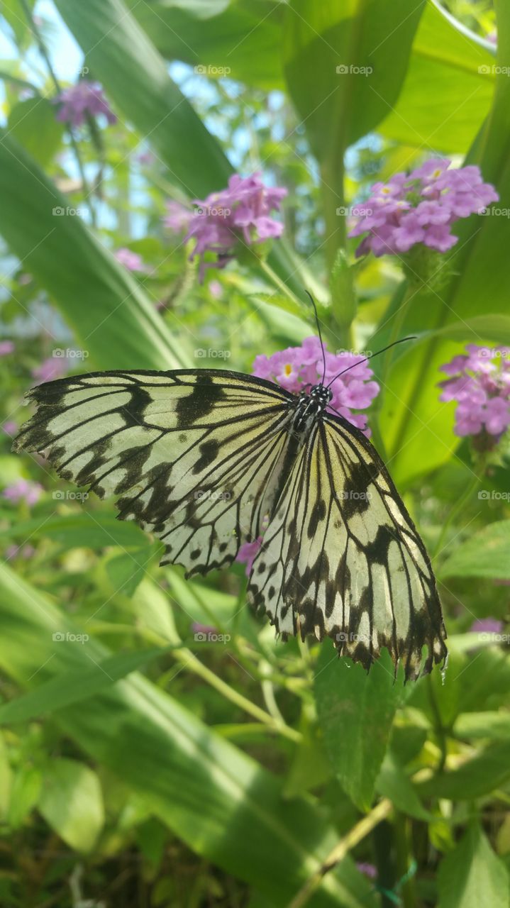 butterfly