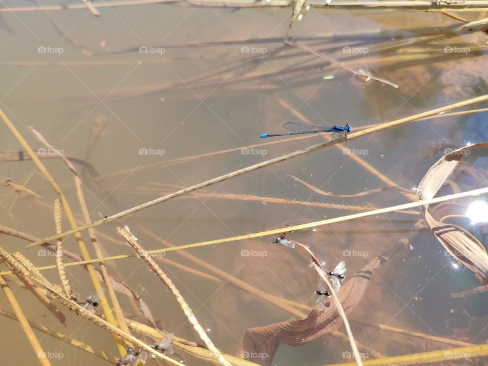 Blue Dragonfly on the river