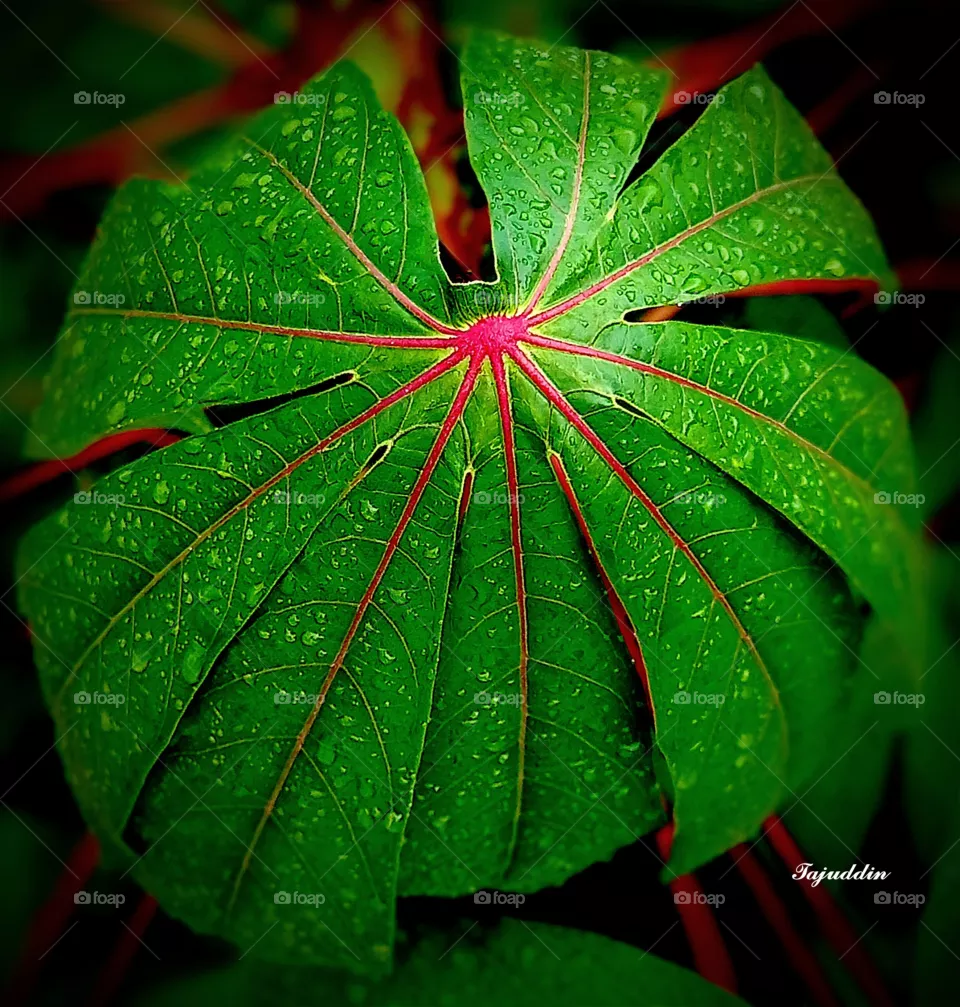 Leaf