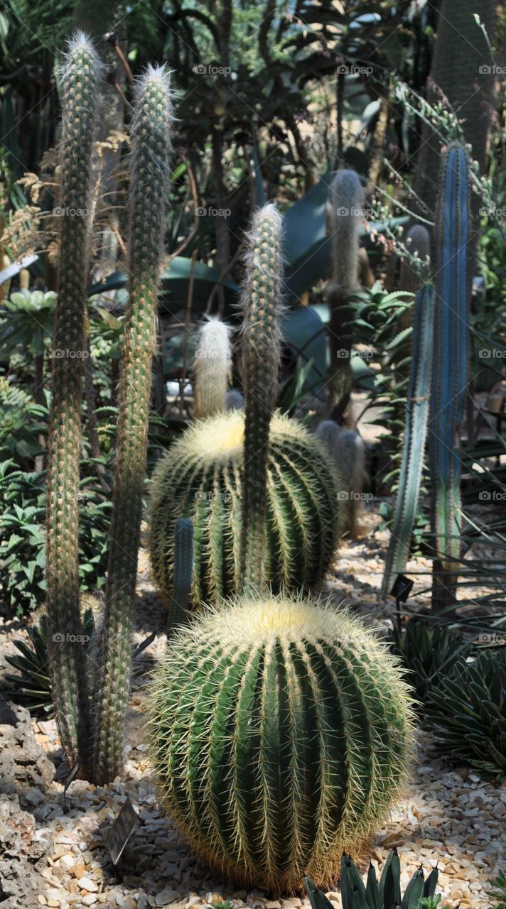 cactus