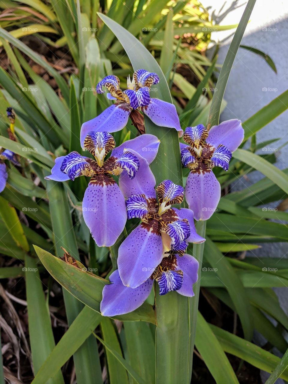 iris purple