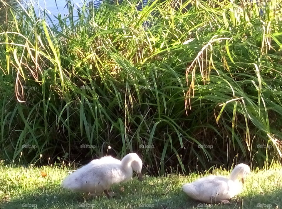 cisnes bebé