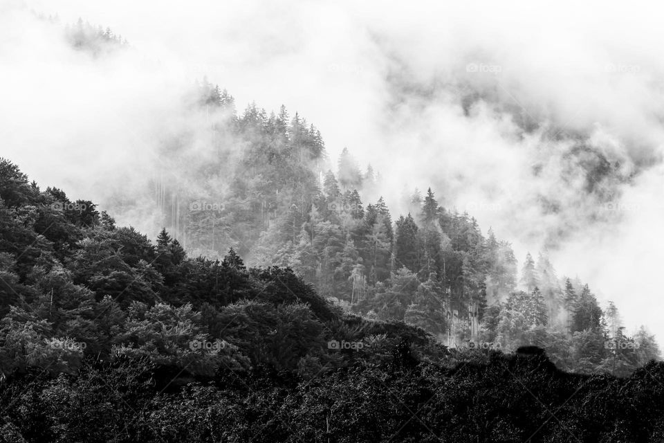 Forest on high altitude in the mountains of the alps covered in fog , black and white 