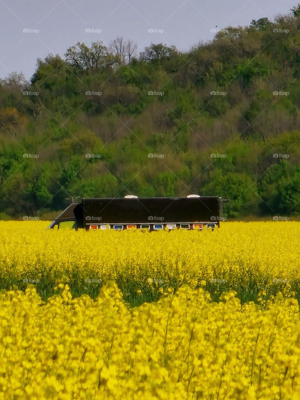 car with beehives in the rape field