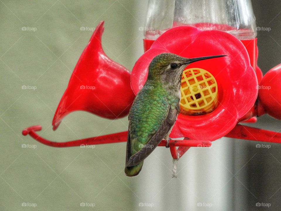 Hummingbird at Backyard Feeder