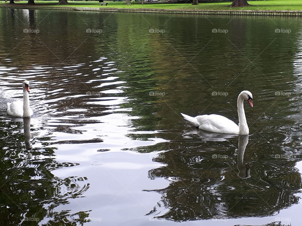 Swans  On A River