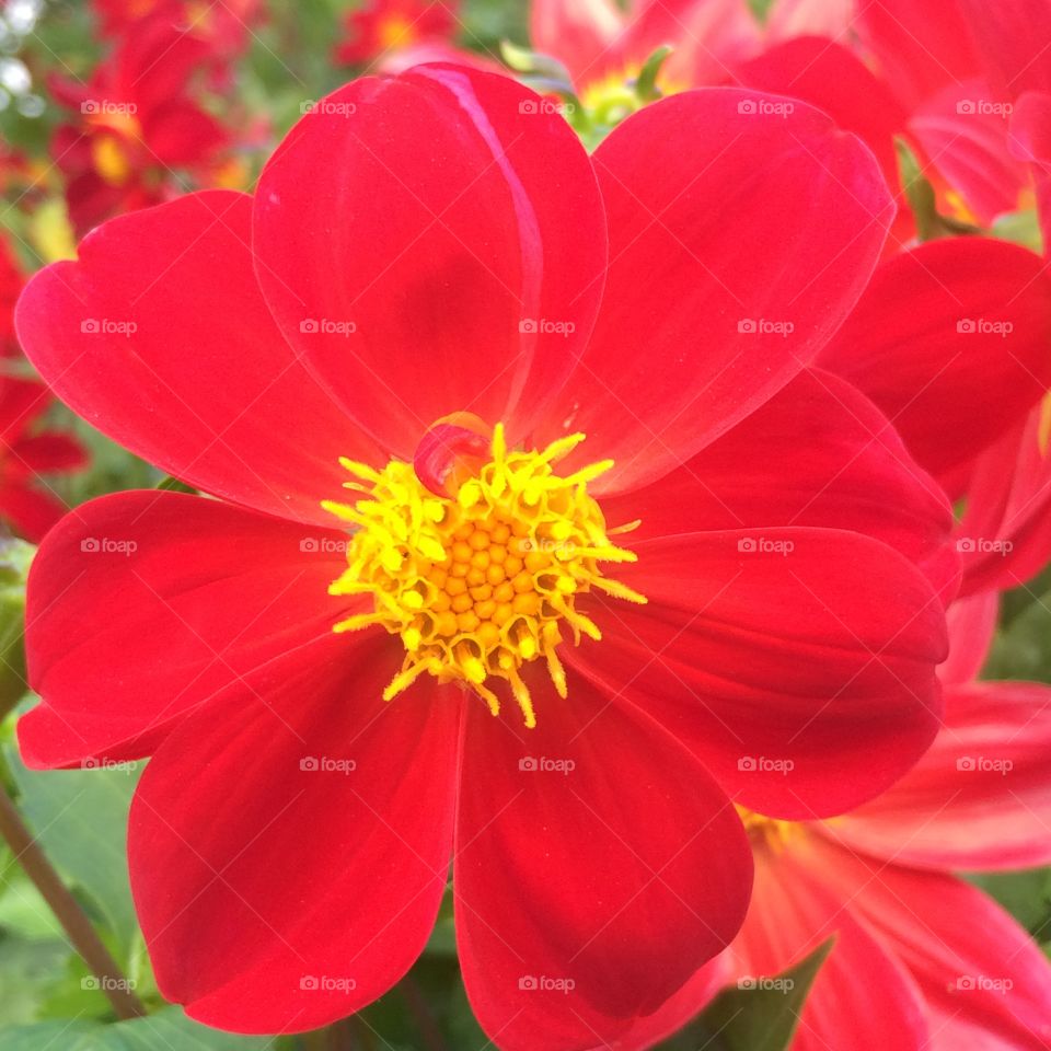 Red flower